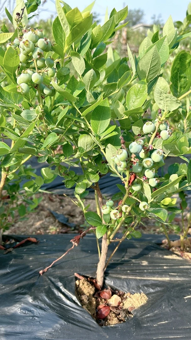 花园植物，蓝  『梅』，品种好苗。