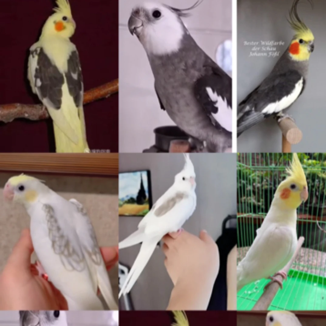 手养玄凤幼鸟活体鹦鹉‼️私拍不发‼️签收发开箱视频包活24小时