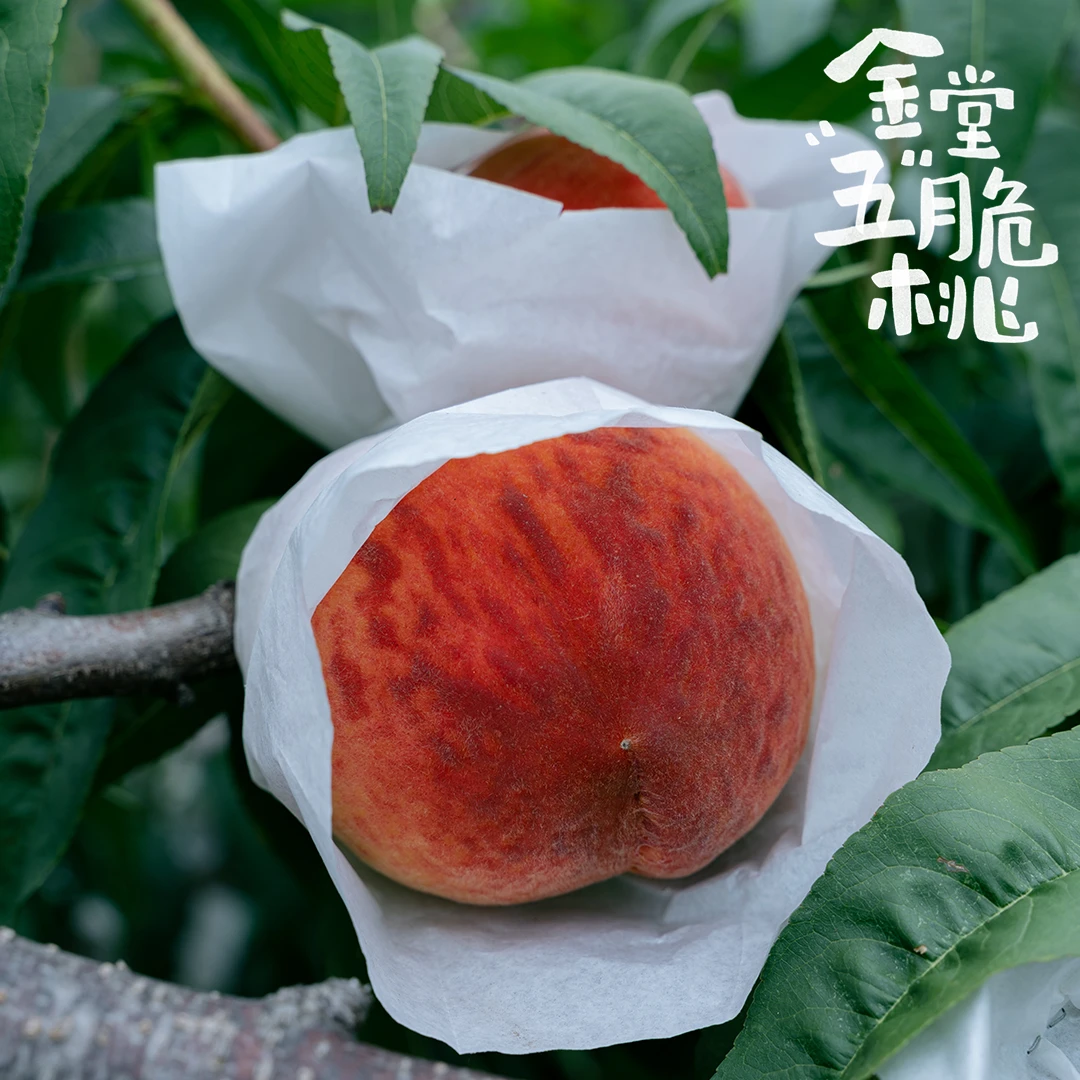 只卖一周的金堂脆桃｜5斤脆甜可口桃香浓郁 新鲜果园现摘现发