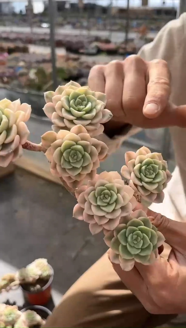 【闪购商品】12-19 粉布偶锦