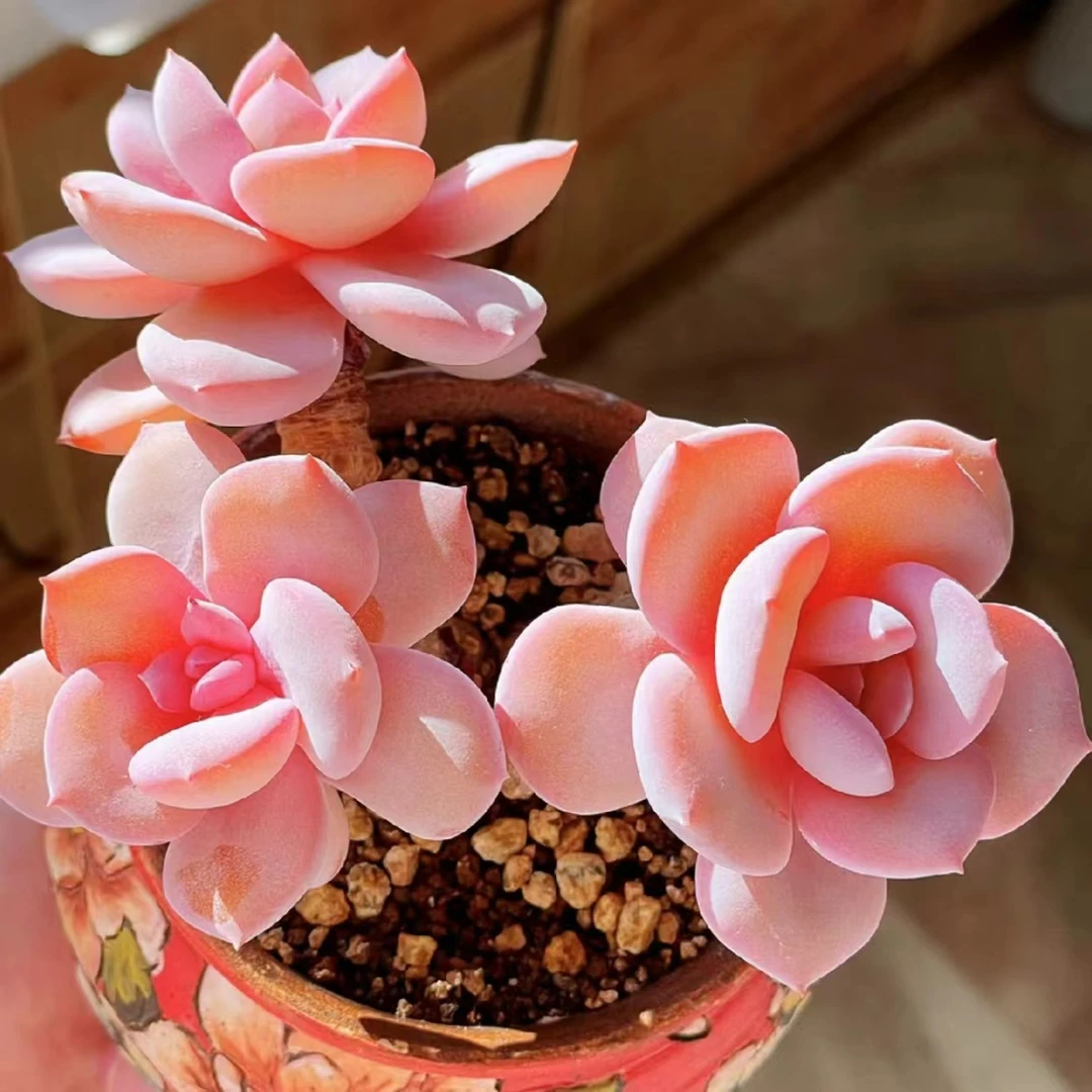 小计的后花园综合链接夏天好养货老桩多肉颗粒土养护简答脱土发货