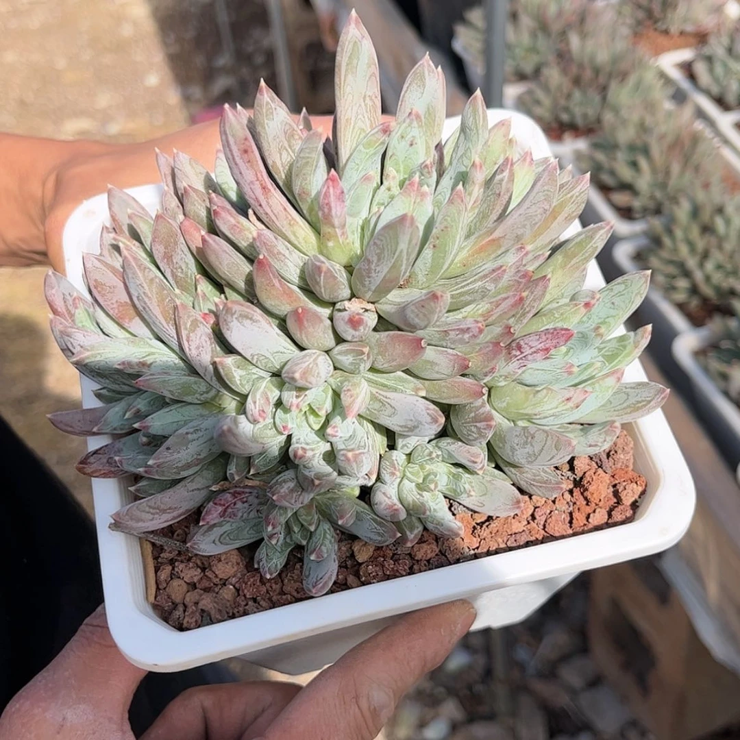 【闪购商品】12小红蛋