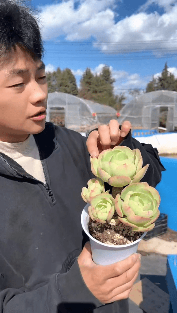 【闪购商品】12-26 鸡蛋碧桃