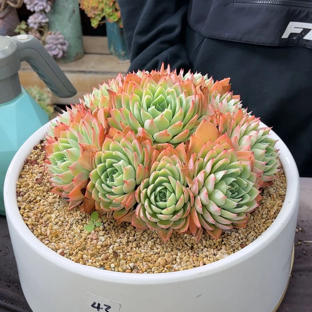 【闪购商品】二*43三色堇