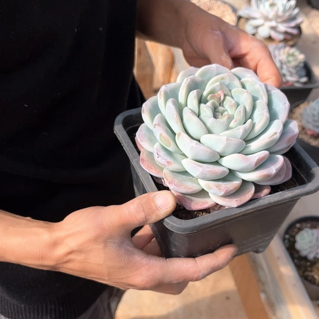 【闪购商品】大单头冰玉