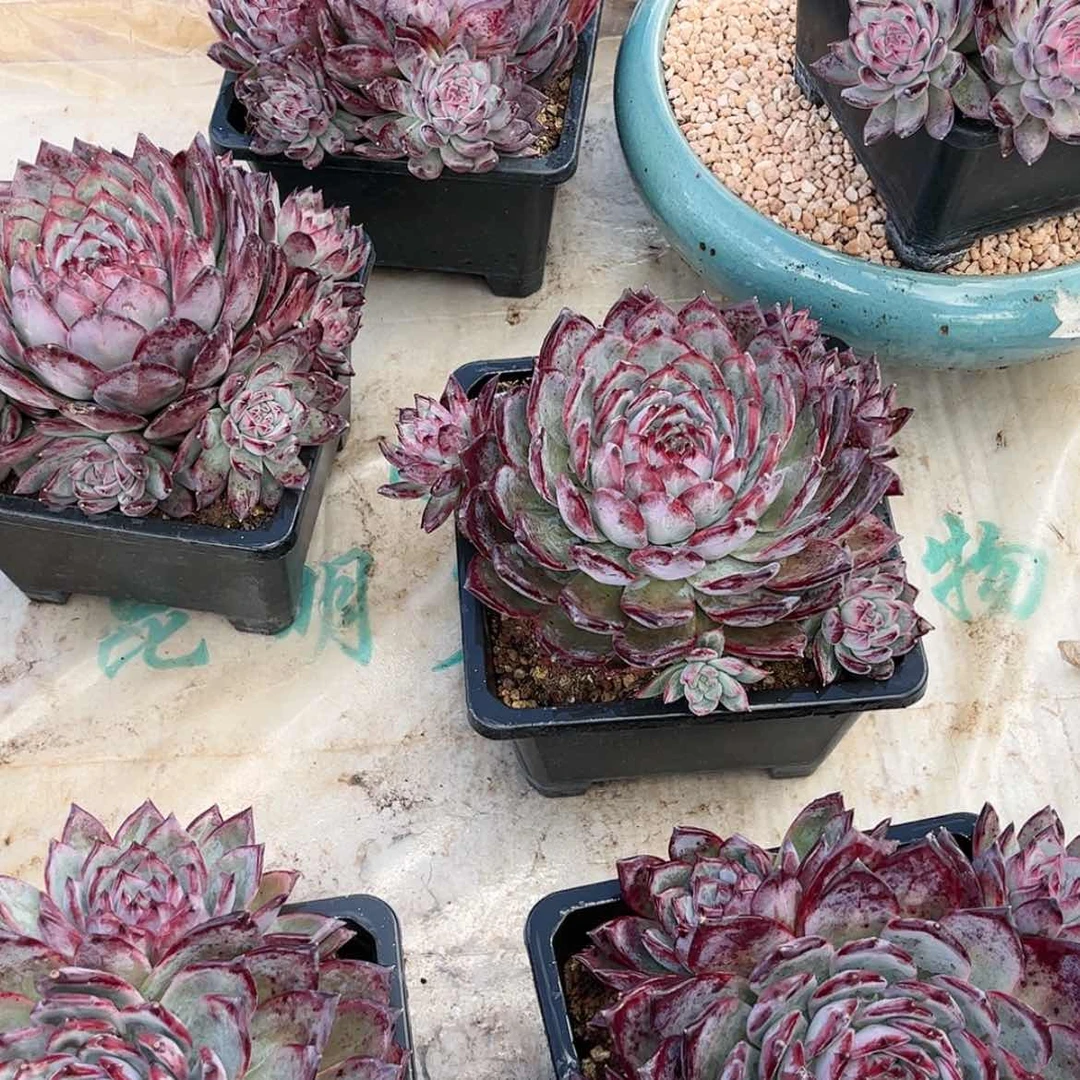 【闪购商品】12糖卡多肉