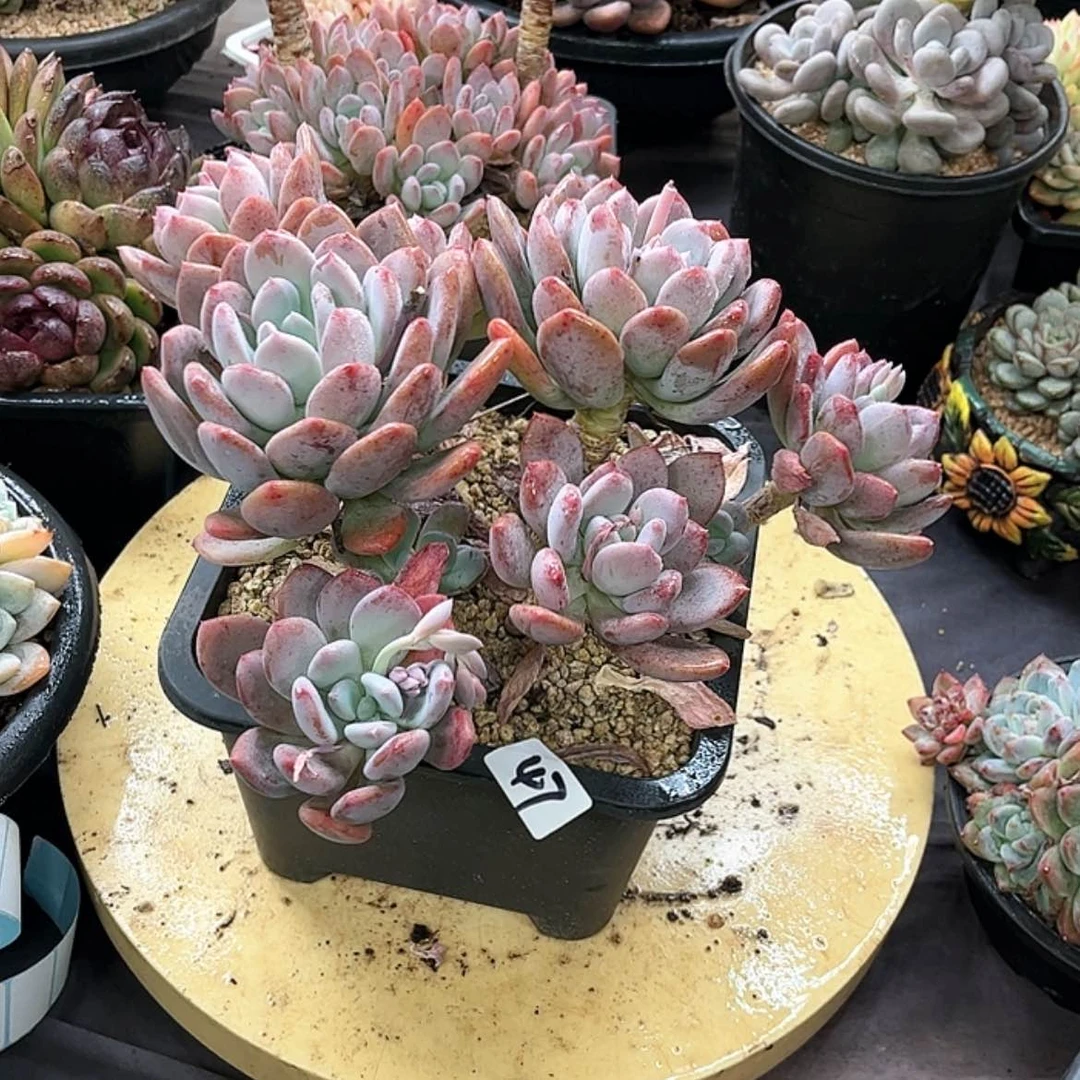 【闪购商品】依*47多肉