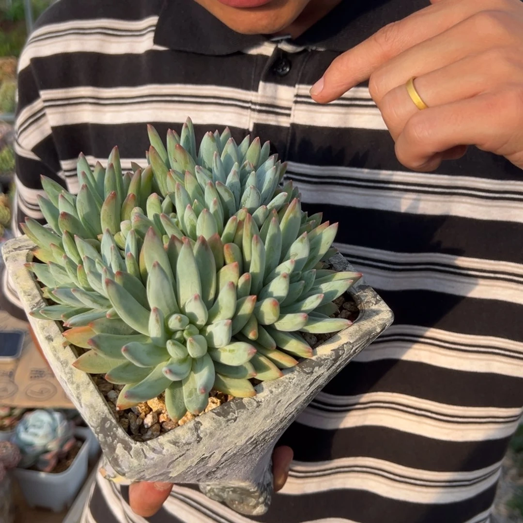 蓝黛莲多肉植物0000