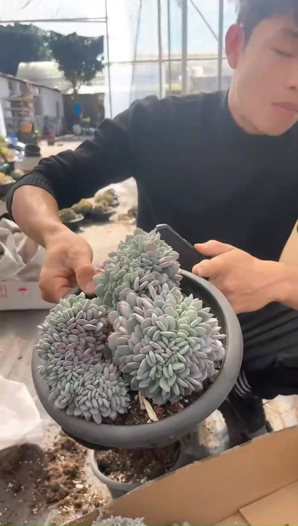 【闪购商品】12-15 玛瑙缀化