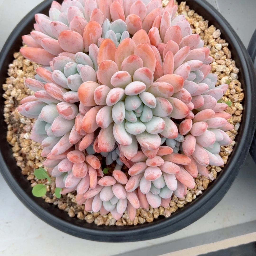 大香水模特多肉植物