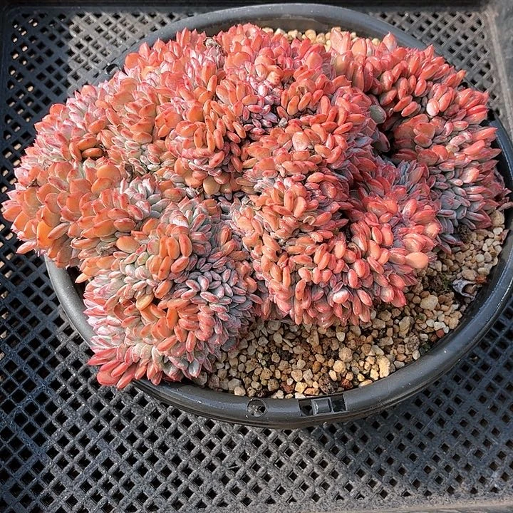 玛瑙缀化多肉植物0000