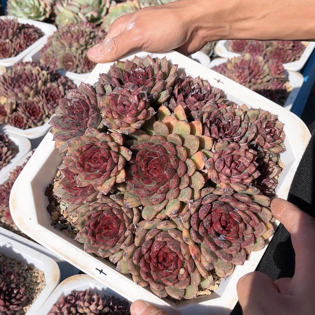 【闪购商品】捧花黑水晶