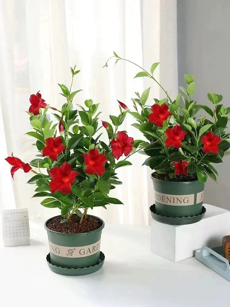 （洛洛花卉）飘香藤 盆栽观赏多年生室内养护发货展示四季庭院别墅