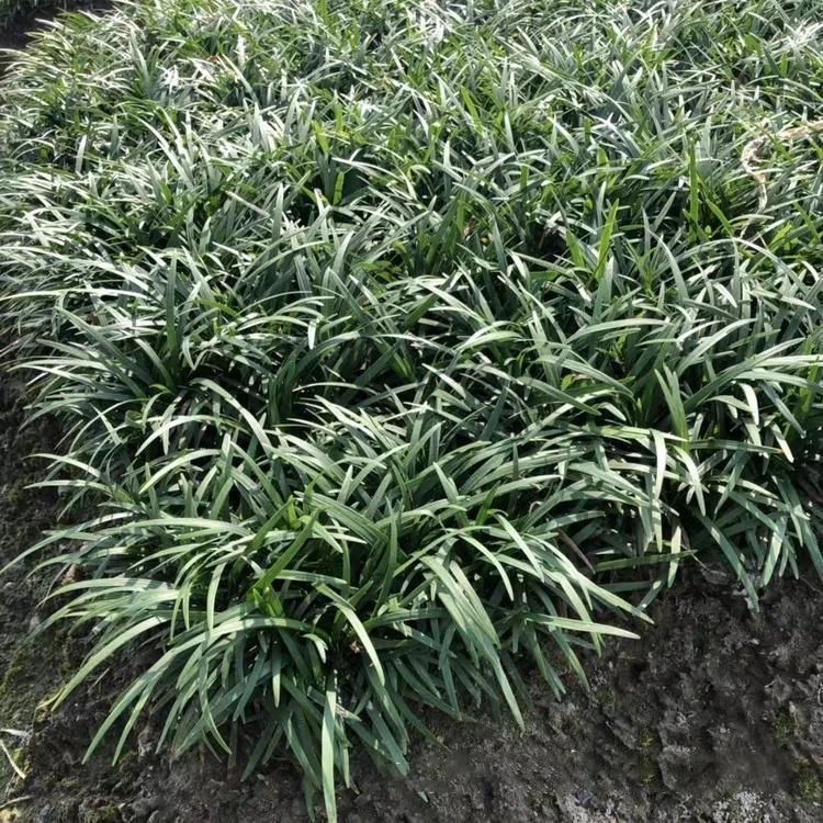 矮麦冬草日本矮麦冬玉龙草庭院别墅造景绿化工程苗四季常青