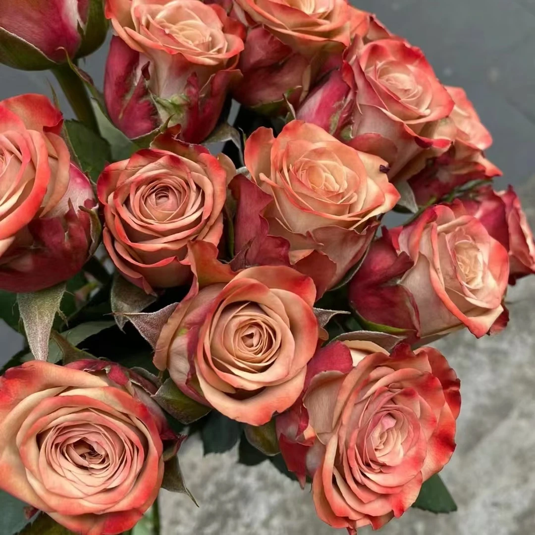 卡布奇诺月季中大苗复古色系渐变色淡香奶茶裸粉色