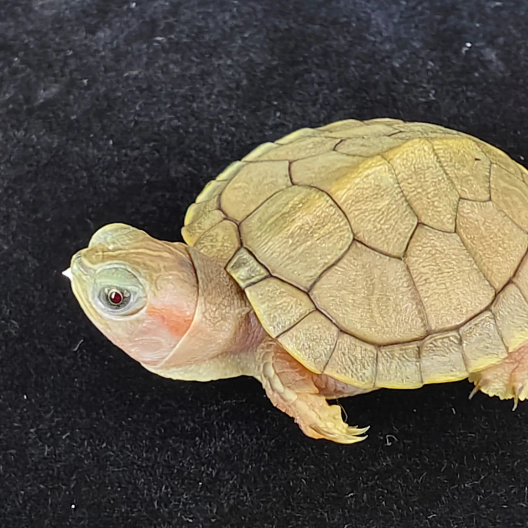 葡萄眼巴西龟活体宠物随机发货冷水活物送开口粮