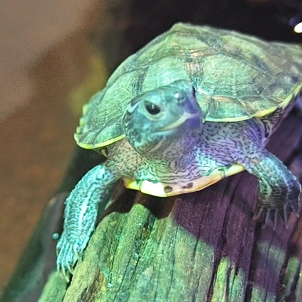 黑巴巴西彩龟活体宠物一龟一图水机发货送优质龟粮