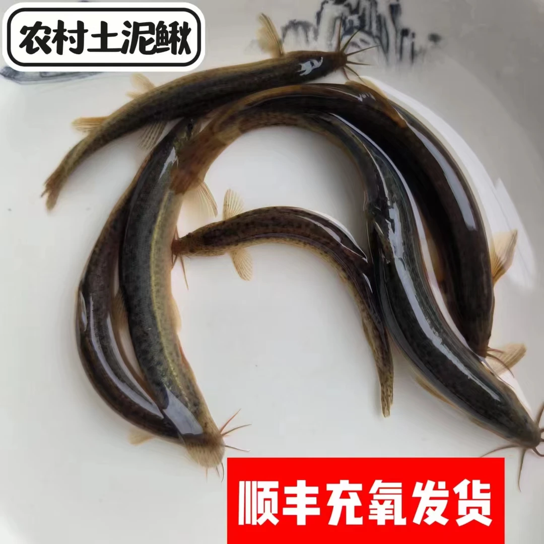 湖南农村野泥鳅鱼活体顺丰发货生态土泥鳅新鲜活鱼土青鳅黄鳅板鳅