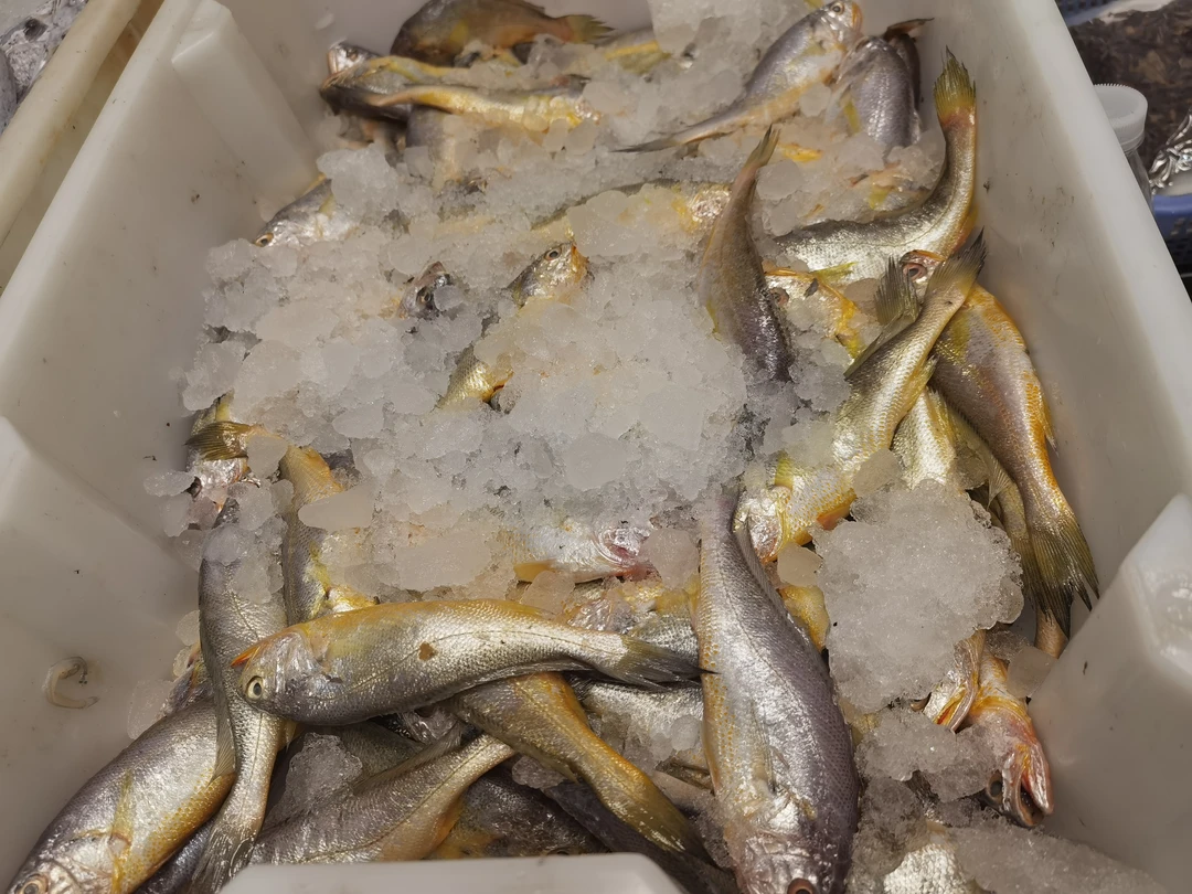 东海野生杂鱼冰鲜称重2000G