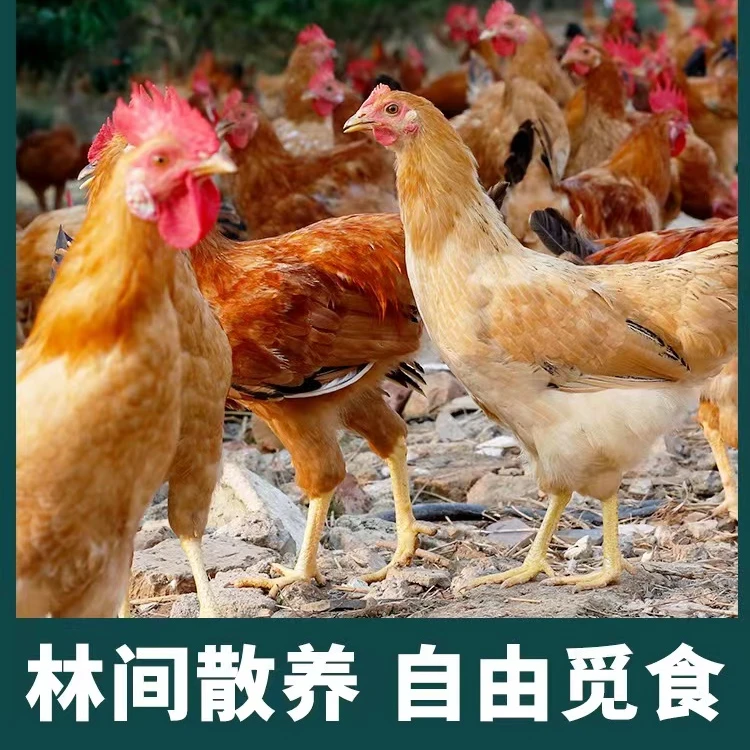 【小马生鲜】200天黄脚童子仔鸡 拍一发五 五只净重共7.5斤左右
