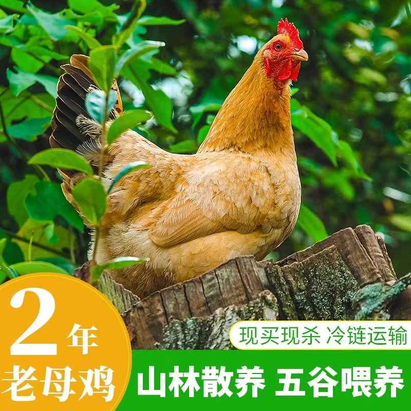 【零零八】农家老母鸡3只毛重9斤净重6斤以上 宰杀发货