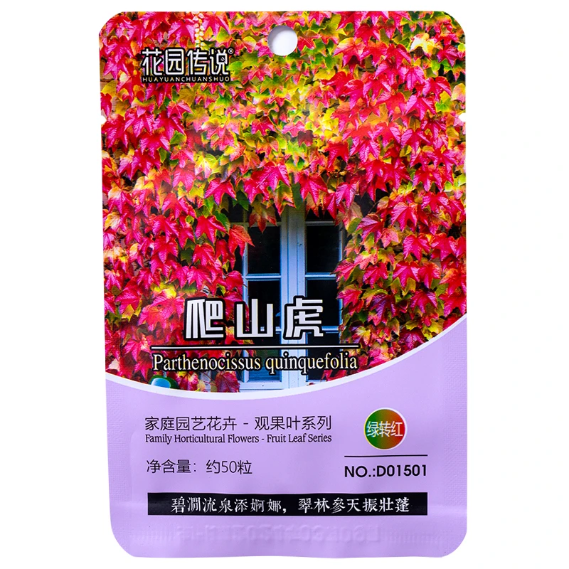 正品爬山虎种子爬墙藤蔓花墙植物常青庭院阳台四季鲜花盆栽种植
