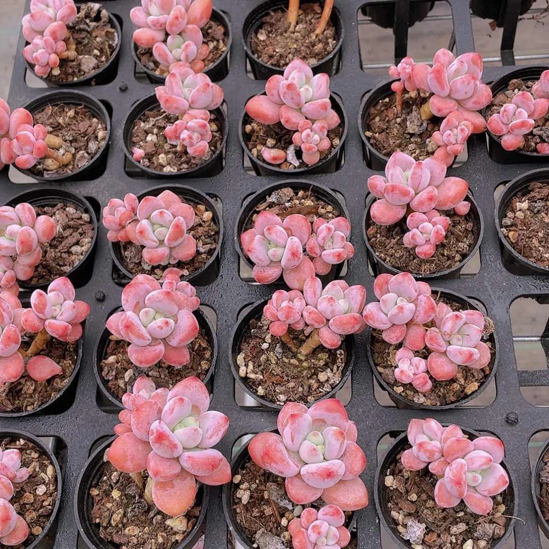 量拍1号 全状态粉洛神两个