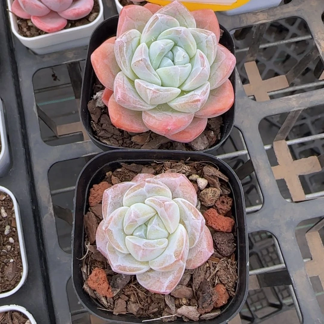 525号 奶油钻石冰玉两个