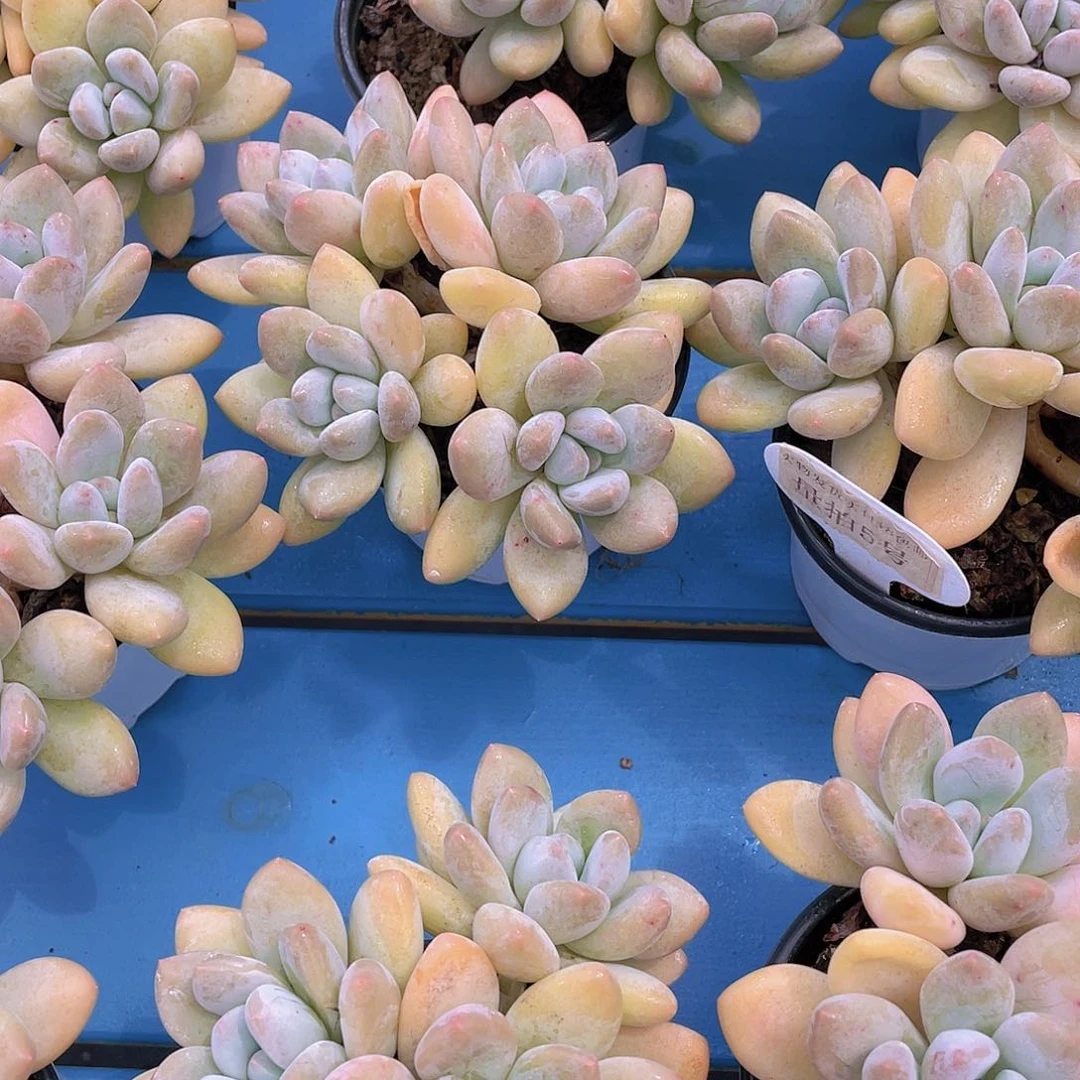 量拍5号 全状态奶油香水老桩四头群