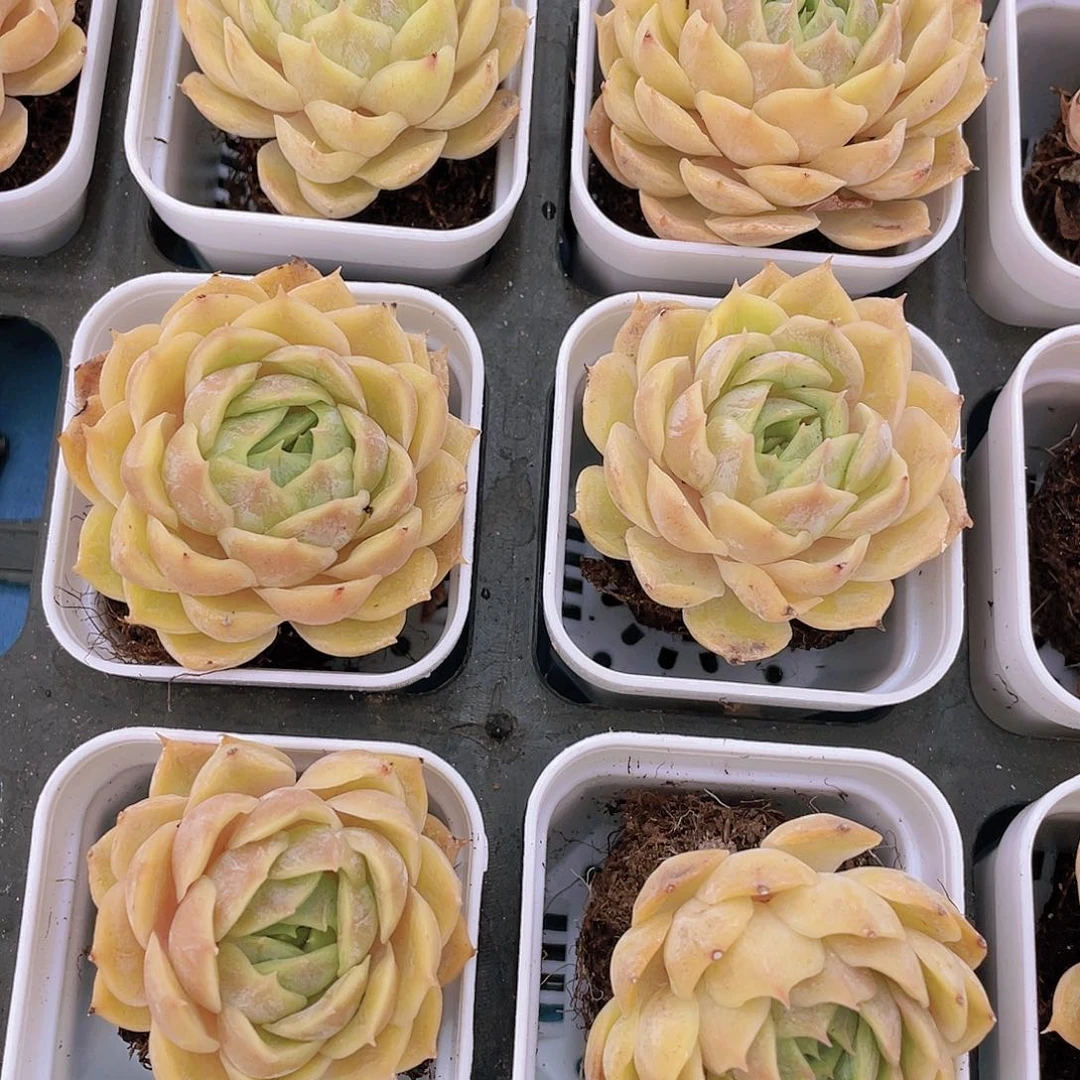 H673  黄金昂斯诺 买一送二