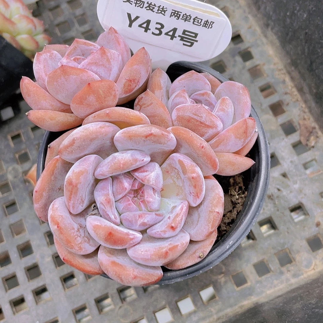 Y434-全状态糖心石榴籽群一个