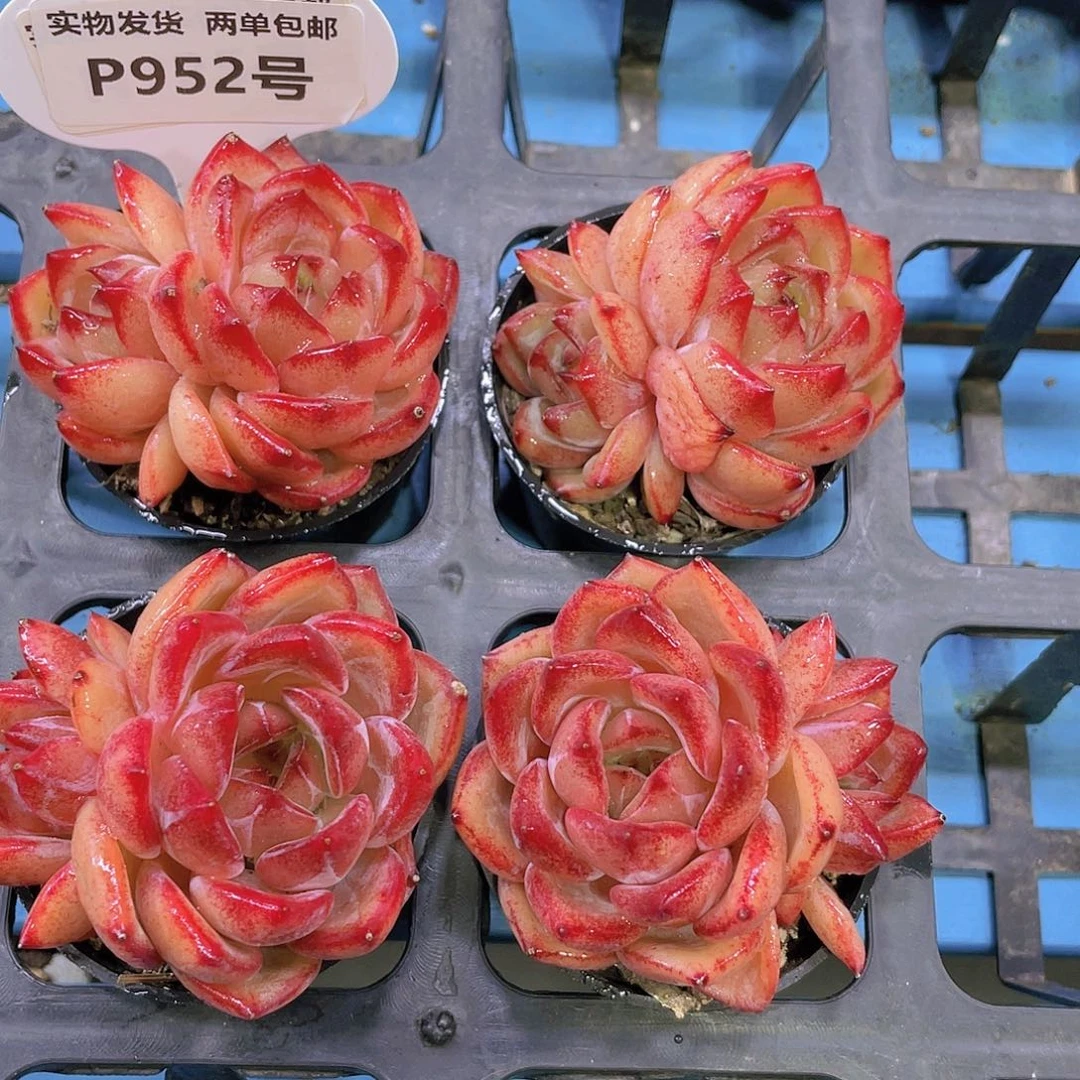 P952 全状态夜魔侠双头福利