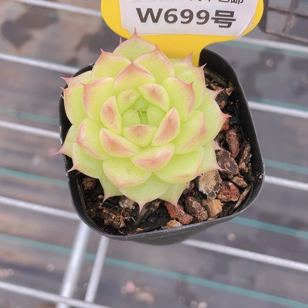 W699号 睫毛包子麦秆