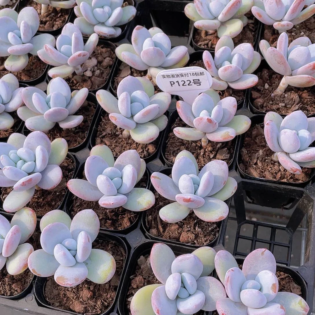 P122号 丸叶精品雪美人