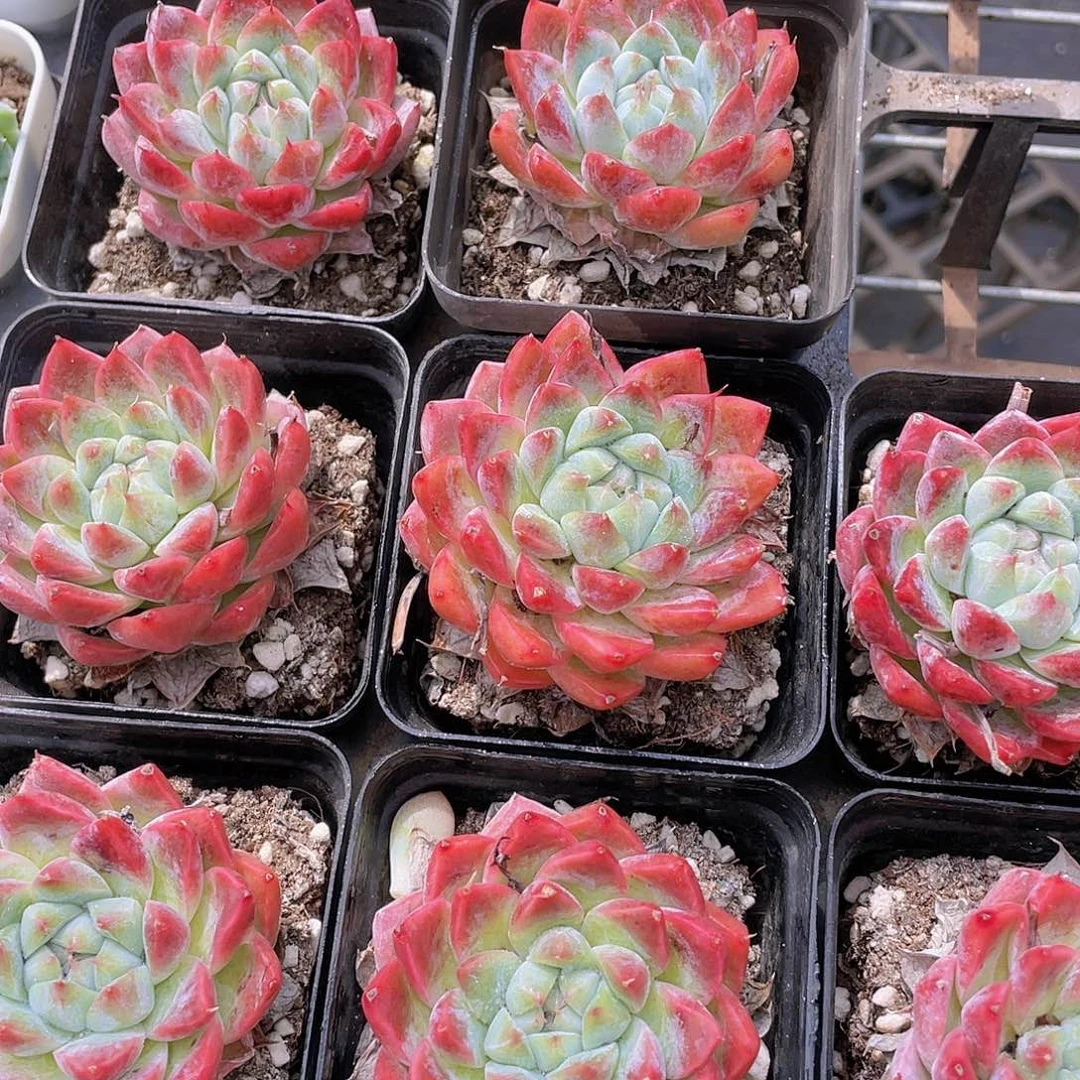 H13  肉酱玫瑰单头➕西施