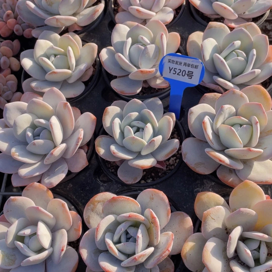 Y520-精品宽叶母本圆脸雪莲单头一个