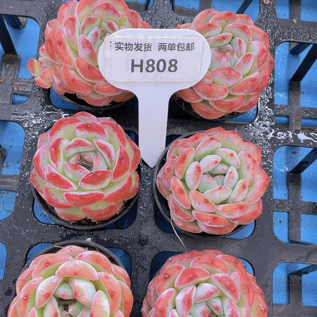 H808 全状态草莓杏仁单头一个
