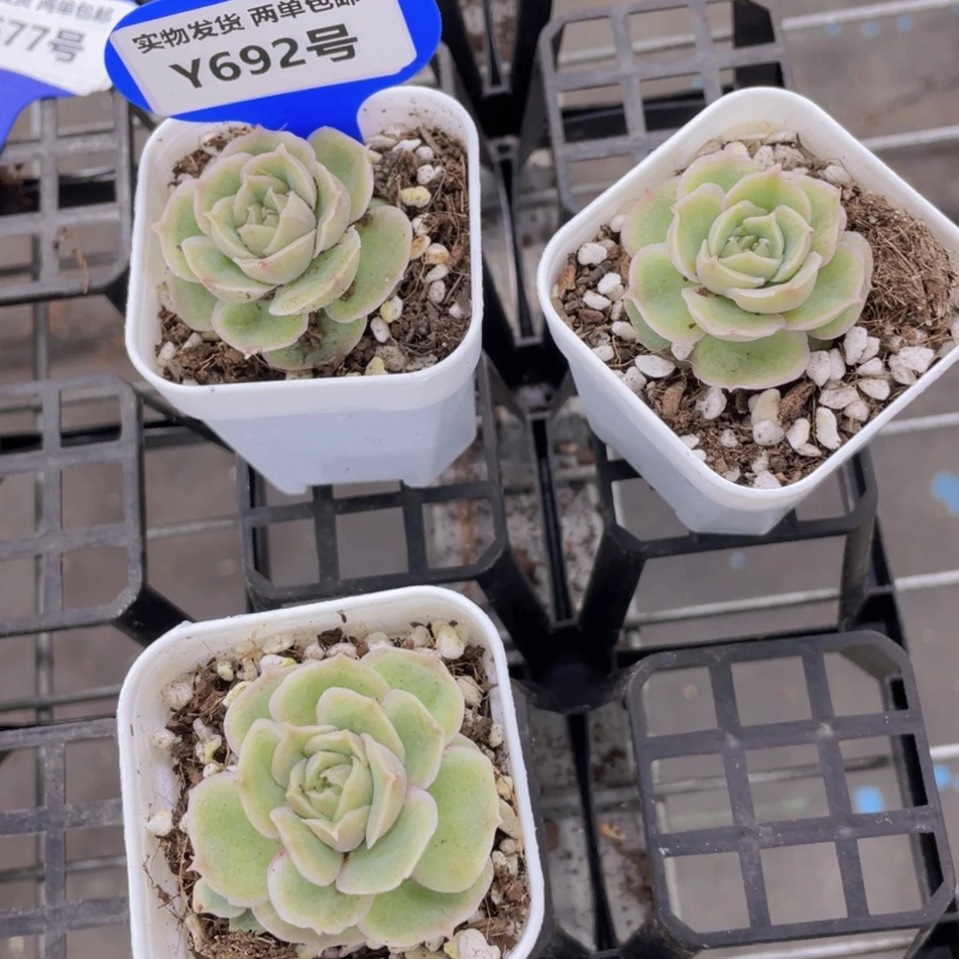 Y692-精品水晶虾饺单头一个