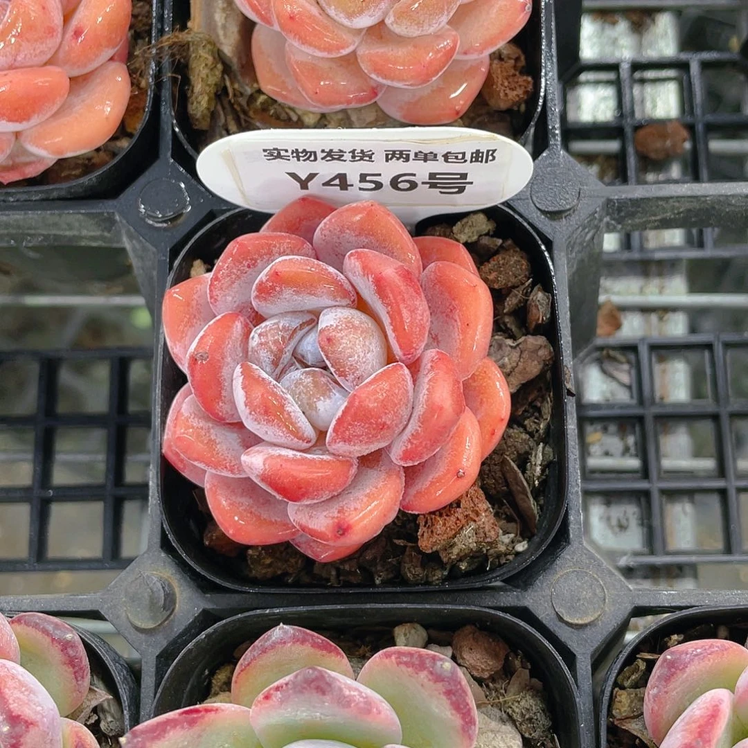 Y456-全状态精品母本大白兔单头一个