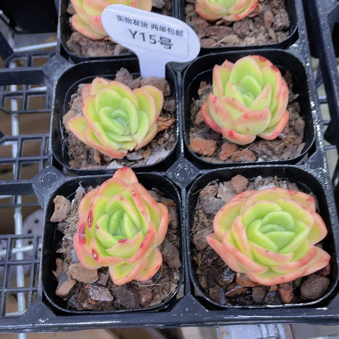 Y15-精品福利尾货冰玫瑰两个