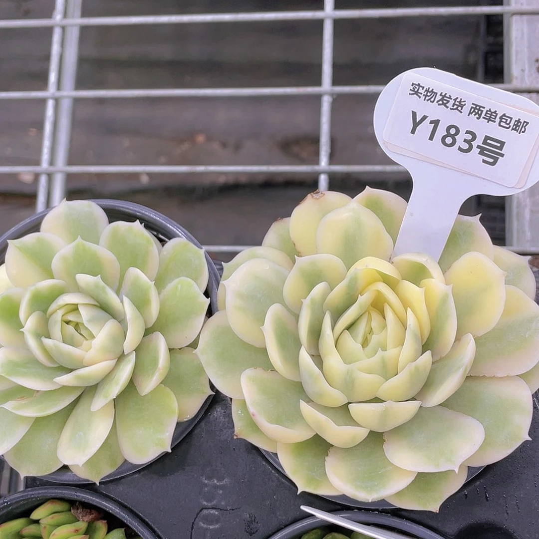 Y183-全状态精品昂斯诺锦一个