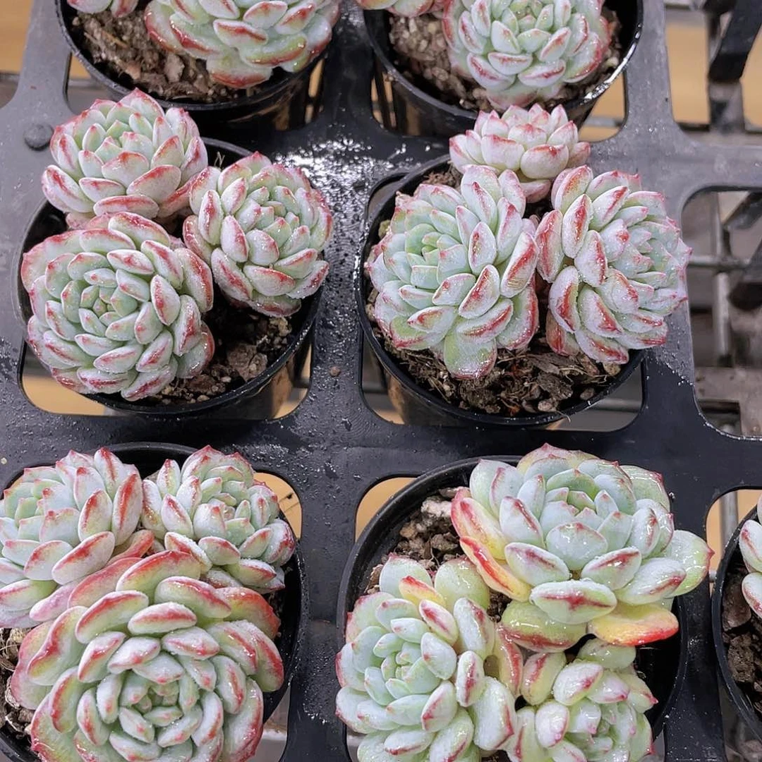 H910  全状态鲁冰群一个