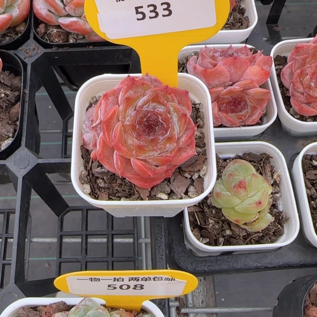 533号 全状态曼塔玫瑰