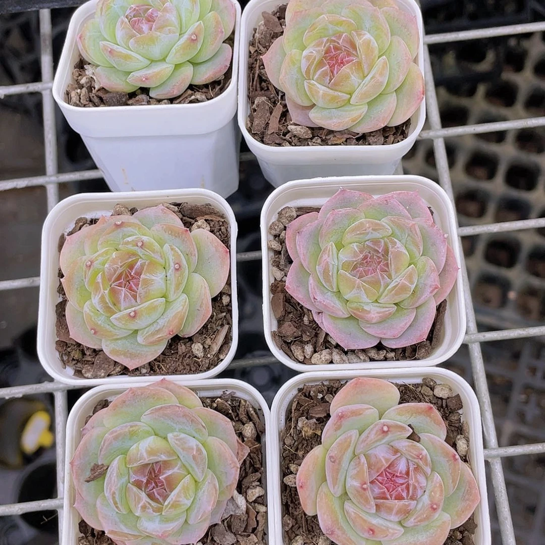 Y238-精品绿钻珍妮糖心一个