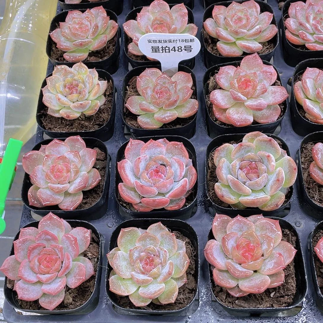 量拍48号 糖心精品雪芙绒单头