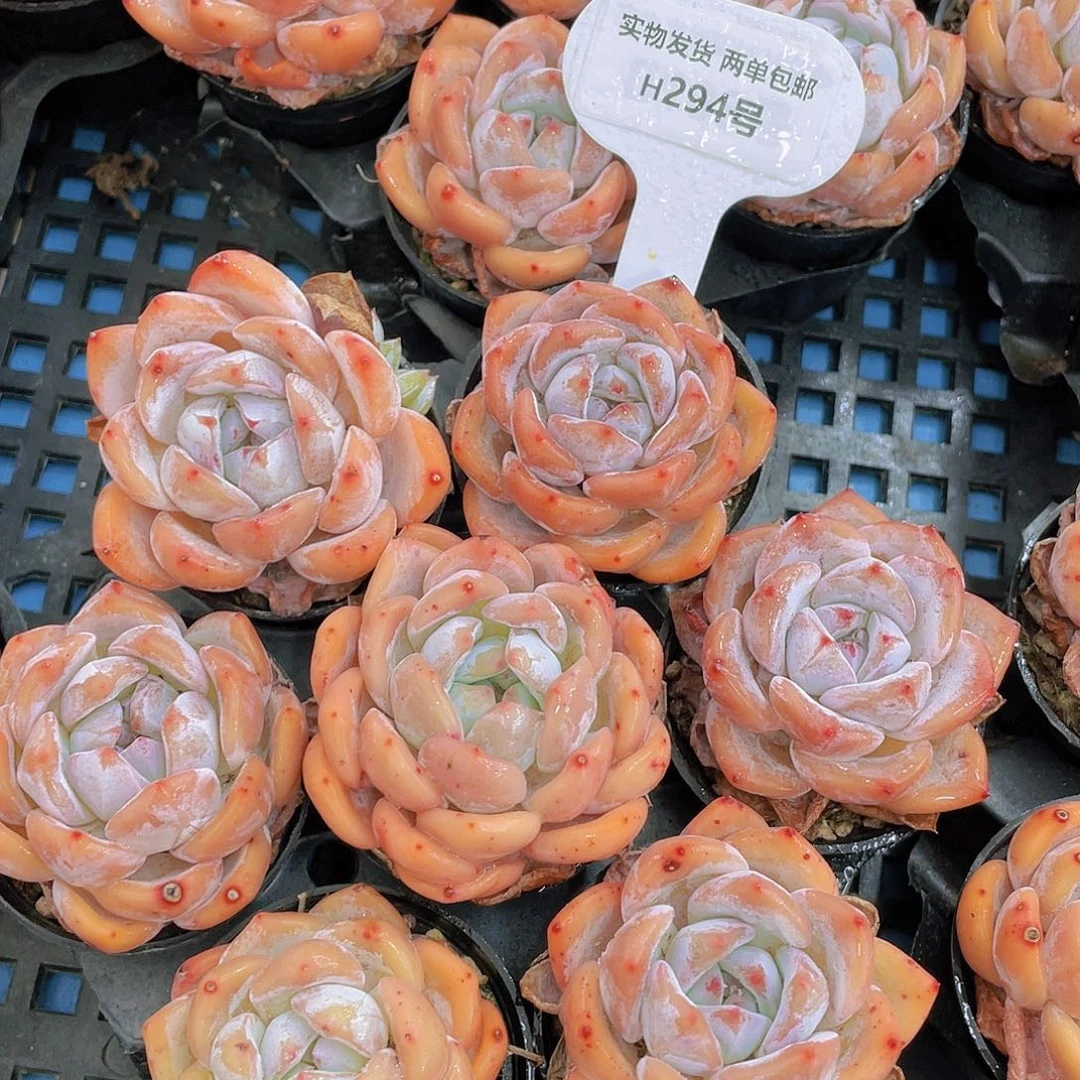 H294 全状态橘子韩橙7颗