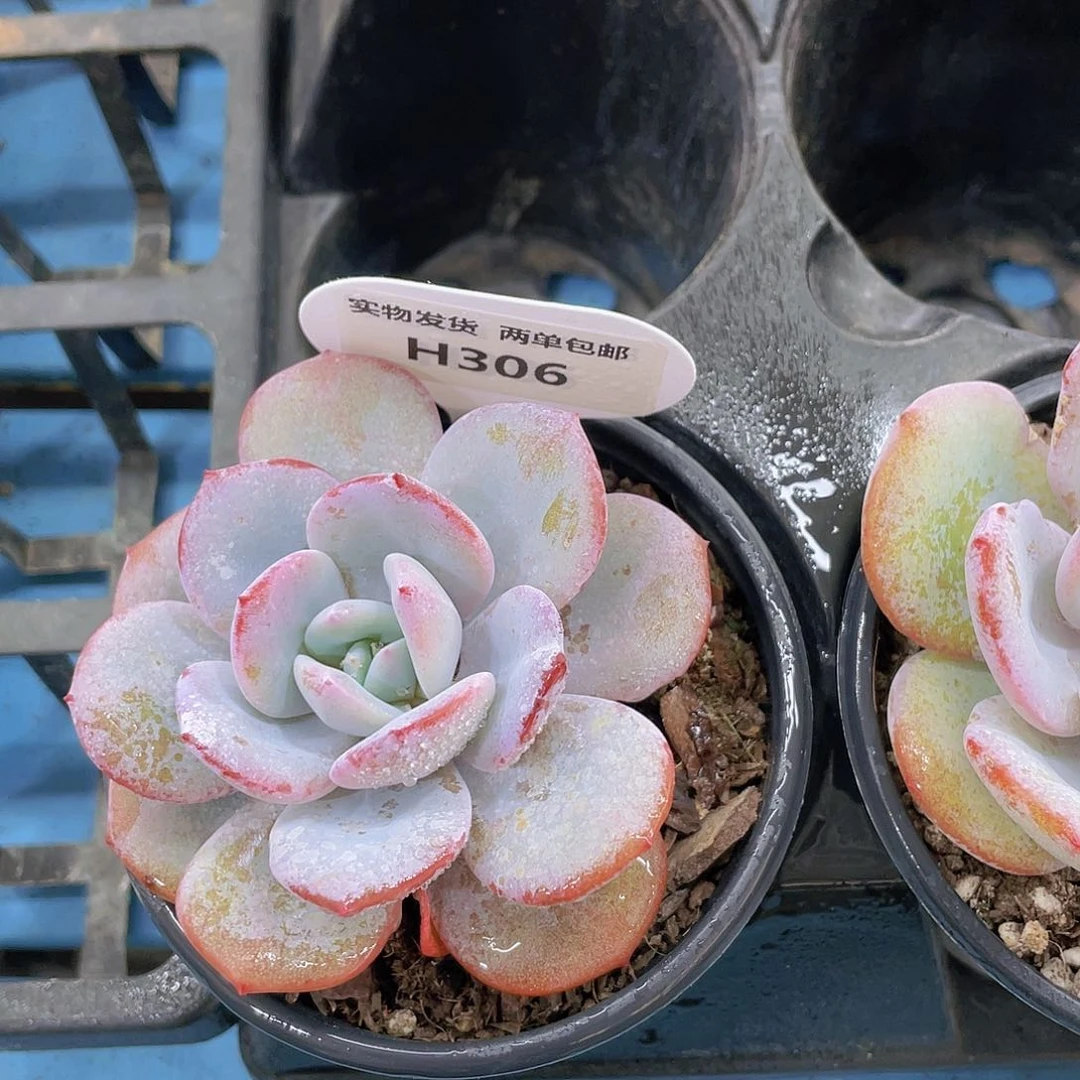 H306  全状态正版奶茶单头一个