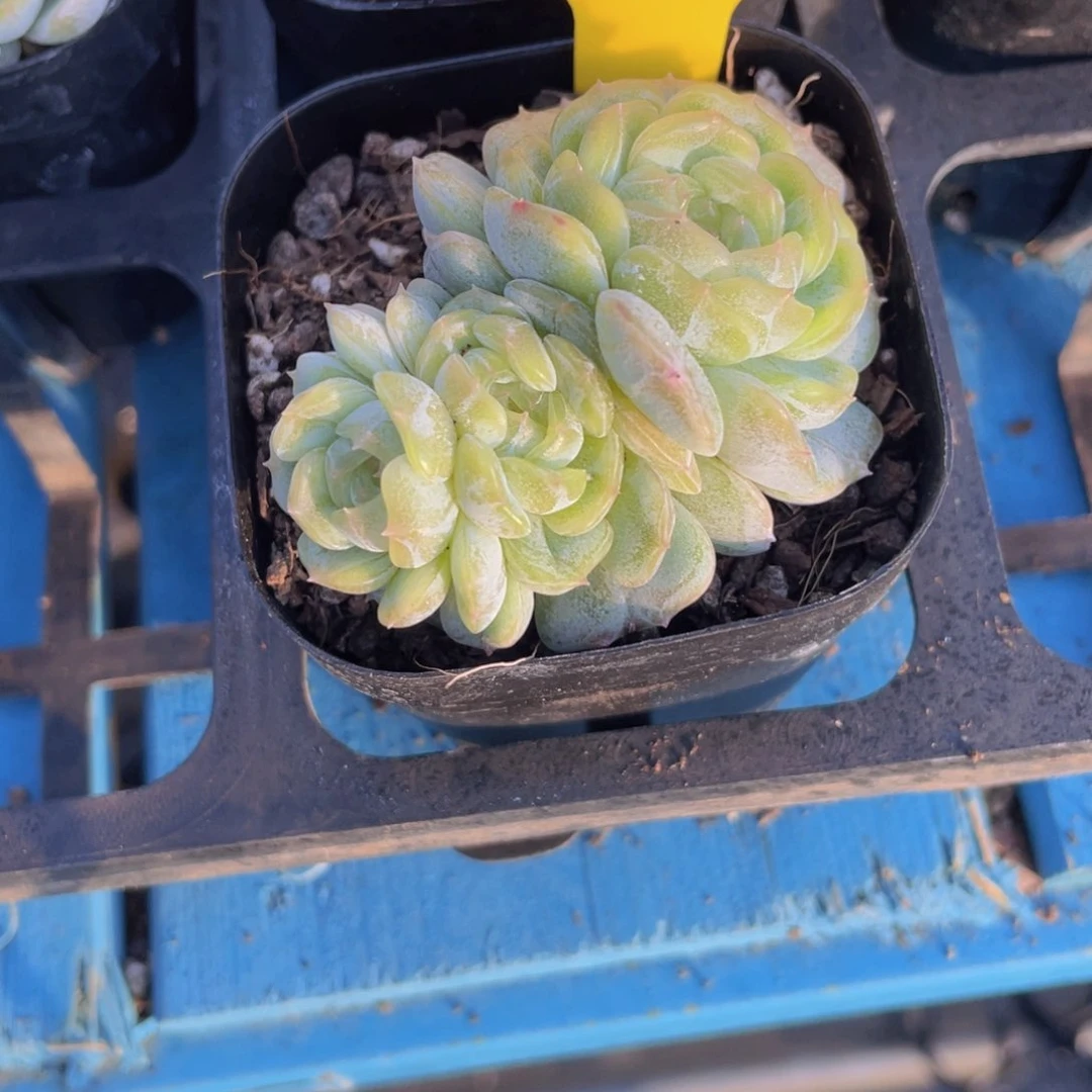 W832号 白恋珍妮群