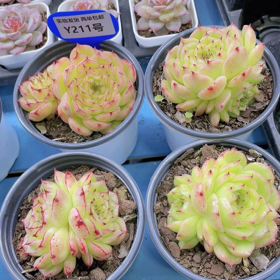 Y211-精品凤凰火麦秆双头一个