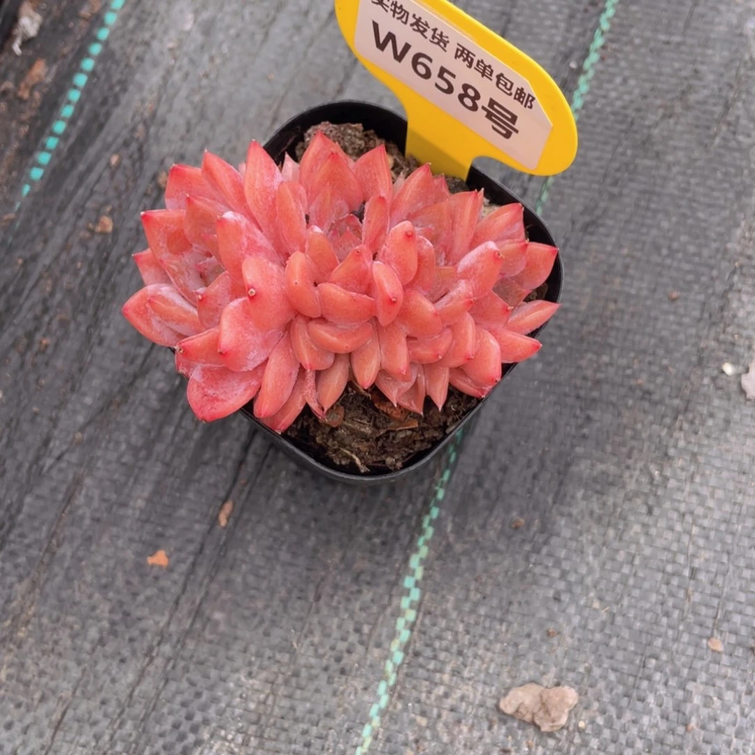 W658号 全状态朵朵缀冰魄